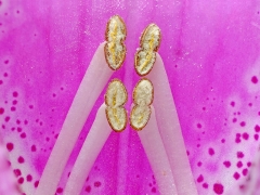 5050