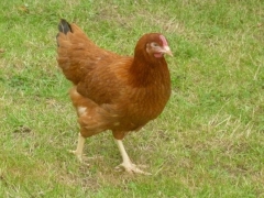 9154