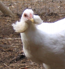 9156